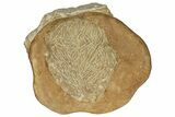 Miocene Fossil Echinoid (Clypeaster) - Taza, Morocco #136864-4